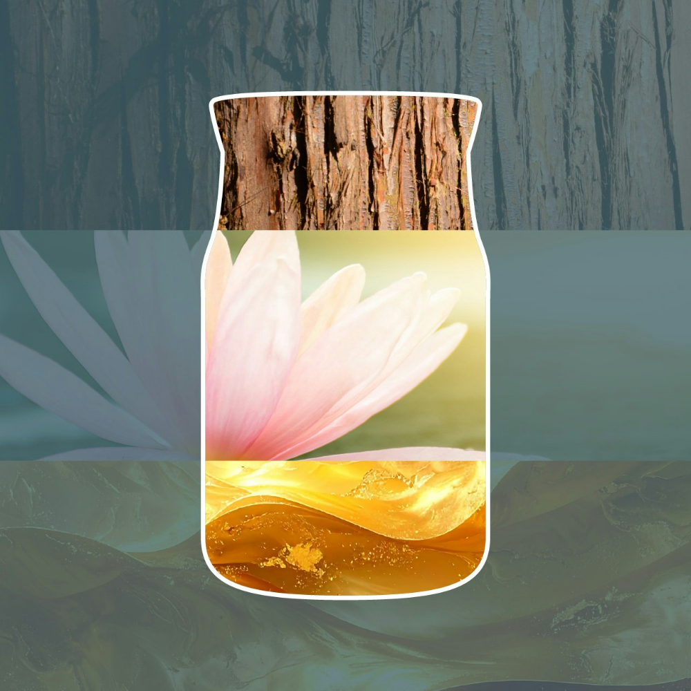 Yankee Candle Bayside Cedar Scent Plug Refills 2 x 18.5ml
